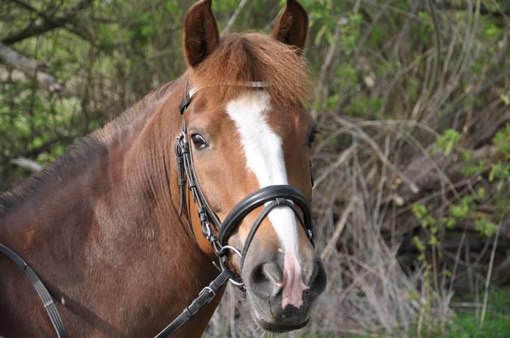 New Forest Adeleide -B-pony SOLGT - Smukke Ade i skoven d. 28/4-09 billede 1