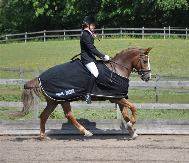 New Forest Adeleide -B-pony SOLGT - Æresrunde til distriktmesterskaberne 2009! billede 2