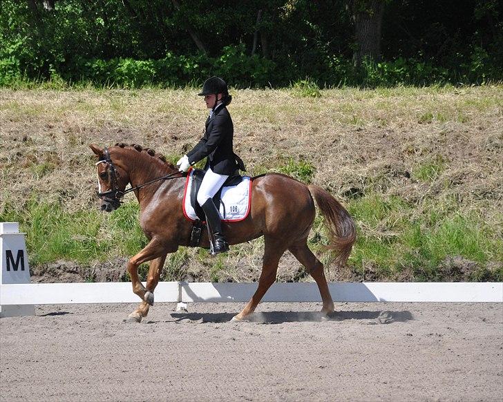 New Forest Adeleide -B-pony SOLGT - PRT på holte til 64,8% (c-stævne) billede 4