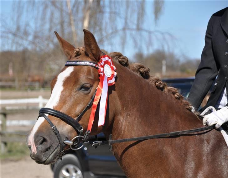 New Forest Adeleide -B-pony SOLGT billede 6