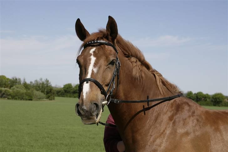 Dansk Varmblod Ullerups Jerterknægt RIP - Lækker. billede 1