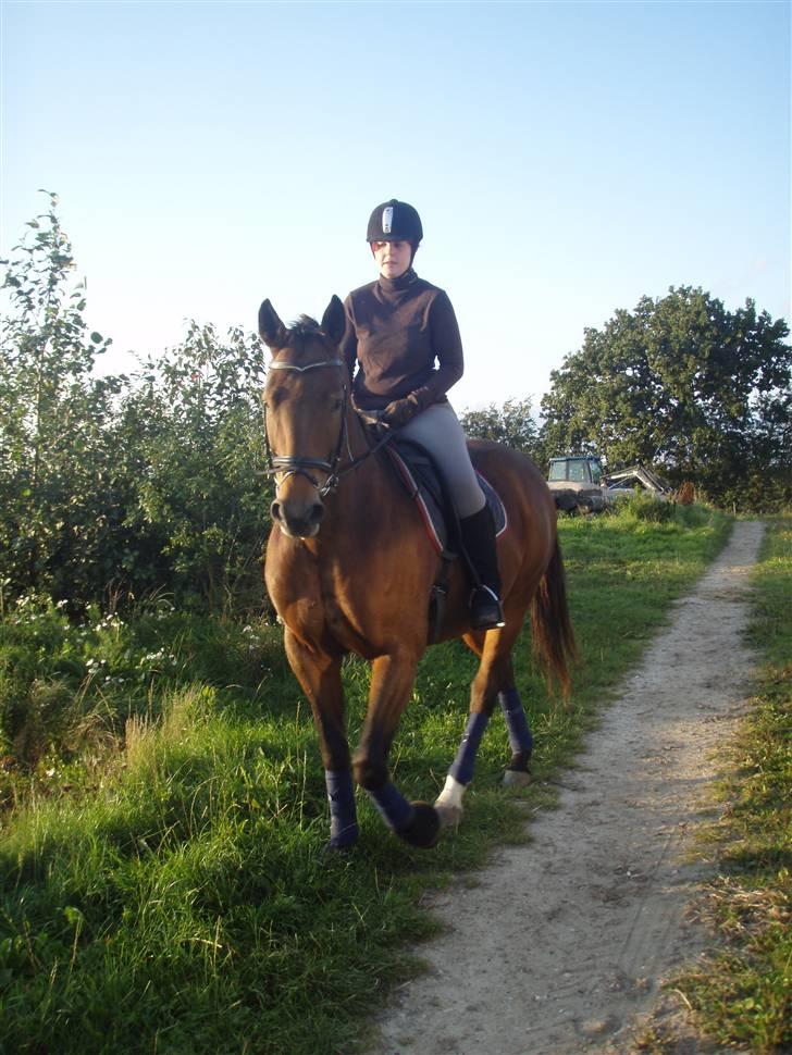 Tysk Oldenburger La Silvia billede 1