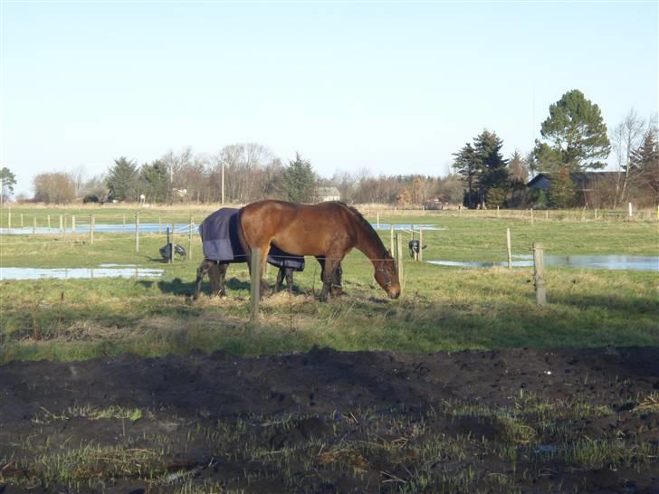 Tysk Oldenburger La Silvia billede 2