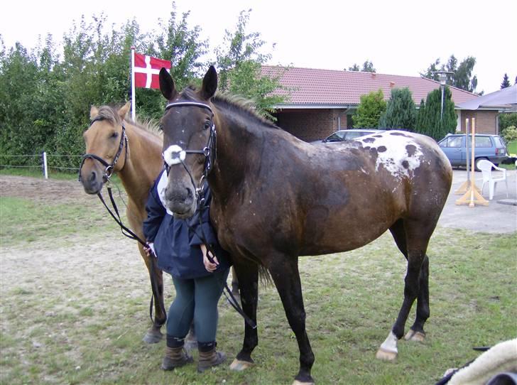 Anden særlig race Vesterhedes Charmeur  - Efter endt distance... Venter på dyrlægekontrol. billede 7