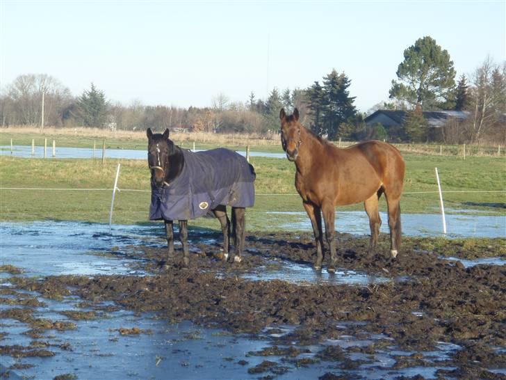 Tysk Oldenburger La Silvia billede 3