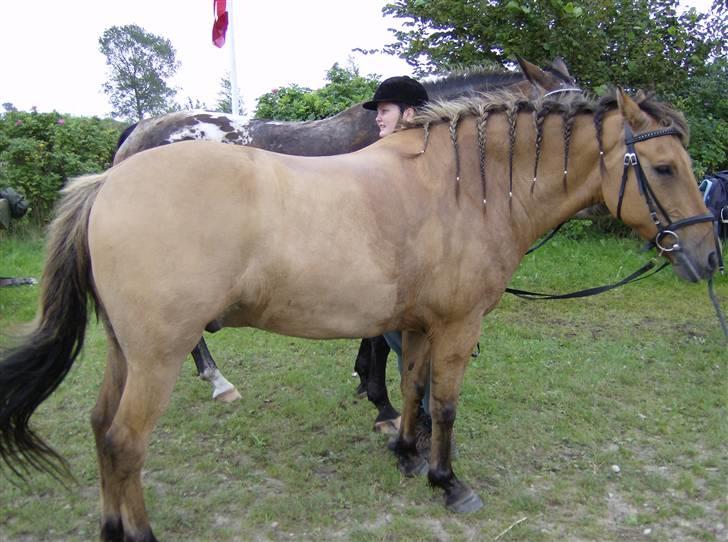 Anden særlig race Vesterhedes Charmeur  - Godt træt efter en 16 km tur, men det var super. billede 8