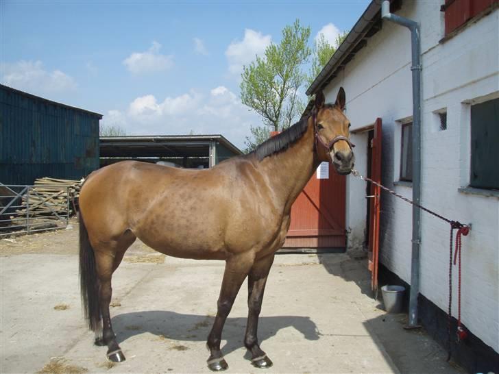 Tysk Oldenburger La Silvia billede 4