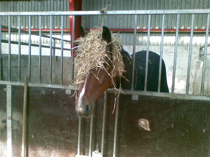 Traver Kalibra Orholm - En snottet Kalibra prøver at gemme sig under halmen billede 15