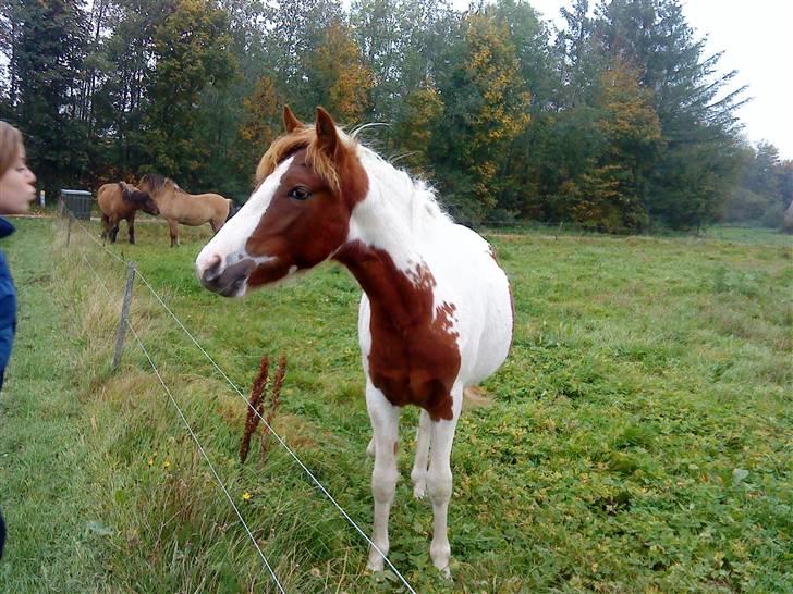 Anden særlig race Chanel - Solgt - Chanel 1½ år gammel..  billede 5