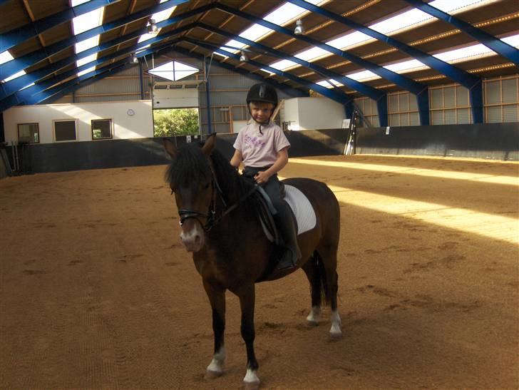 New Forest Malte billede 2