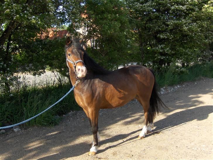 New Forest Malte billede 3