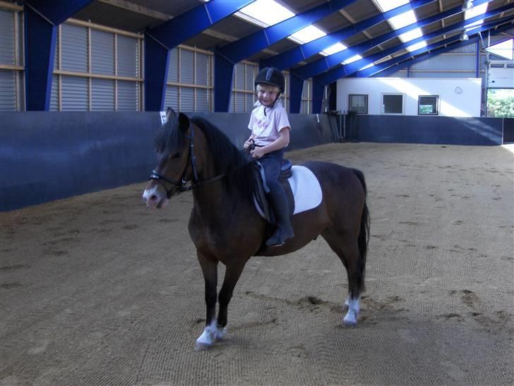 New Forest Malte billede 4