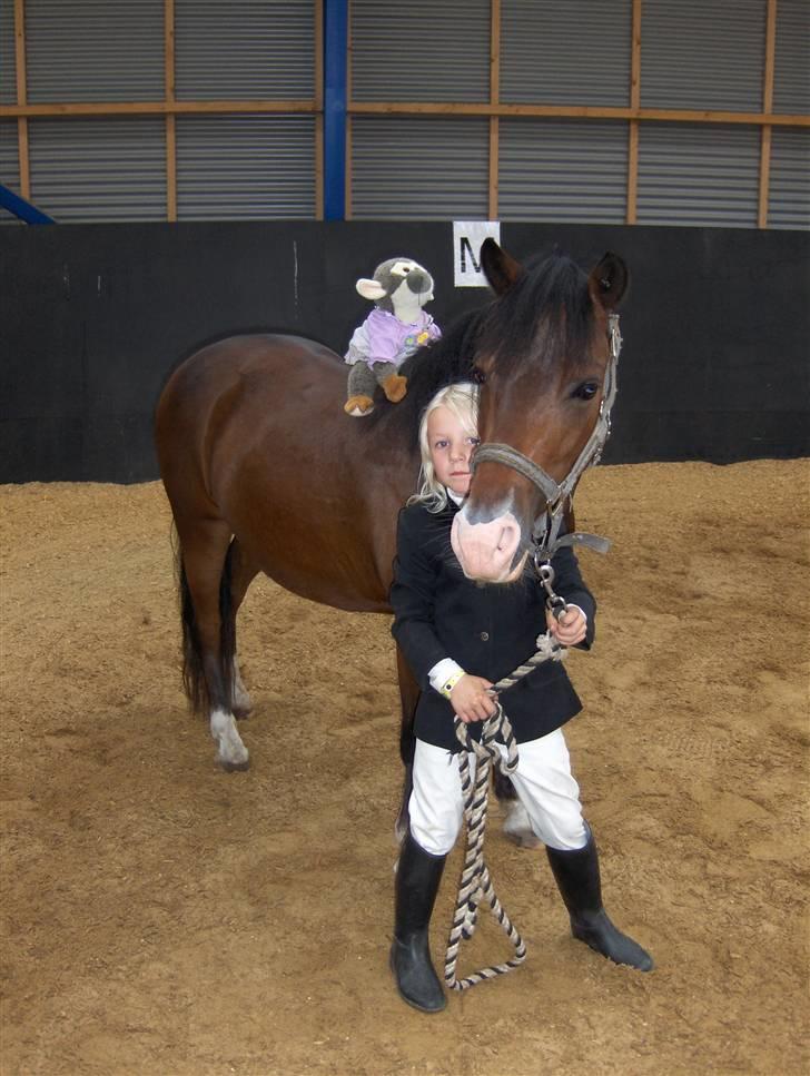 New Forest Malte billede 5