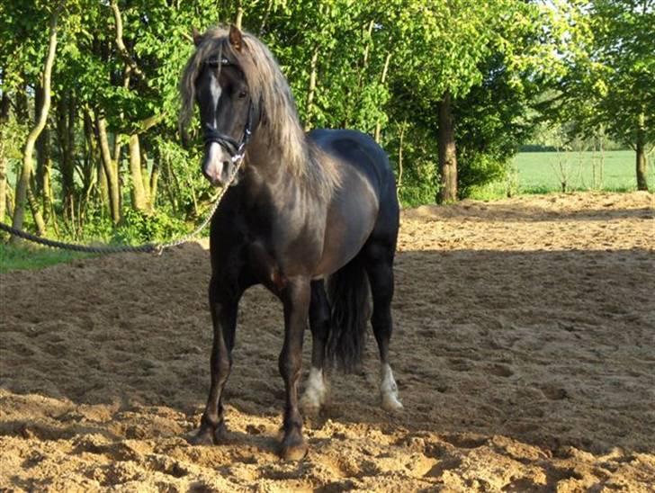 Welsh Pony (sec B) KallistalodgeViper RIP:'( - vores dejlige pony som bare er sød og smuk billede 1