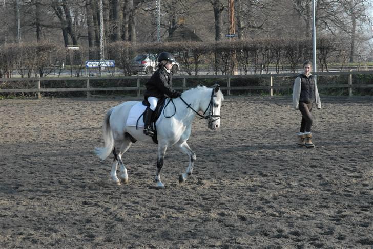 Anden særlig race choko prins *solgt :(  - opvarmning billede 2
