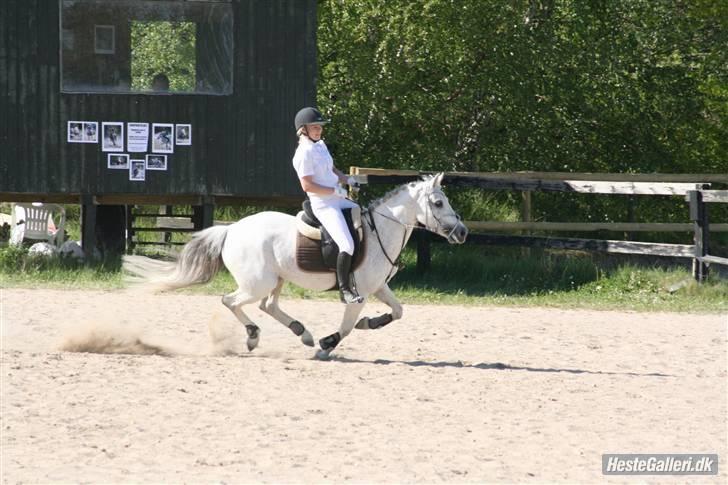 Anden særlig race Hovmarkens Lollipop R.I.P 11.12.13 - nr 18. Søs og Lolli sprang 60 sammen - i fuld fart billede 18