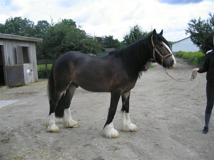 Irish Cob Hampus billede 1