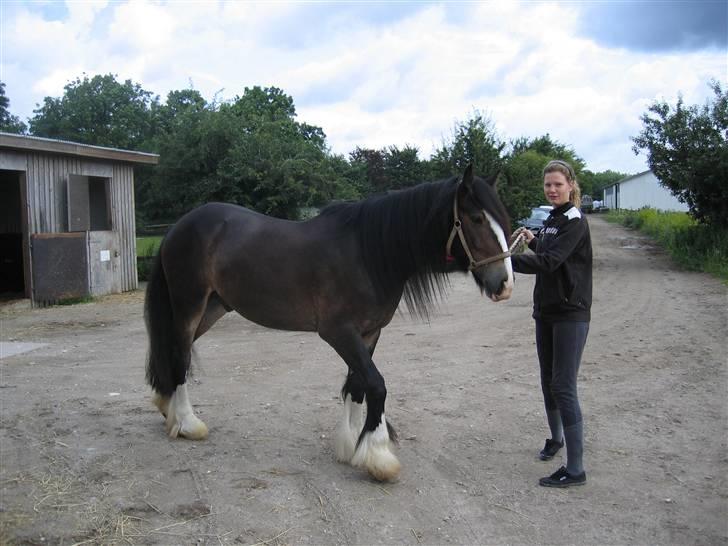 Irish Cob Hampus billede 2