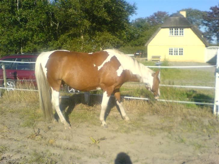 Pinto Pancho - Solgt <3 - Græs mave (: heeh  billede 18