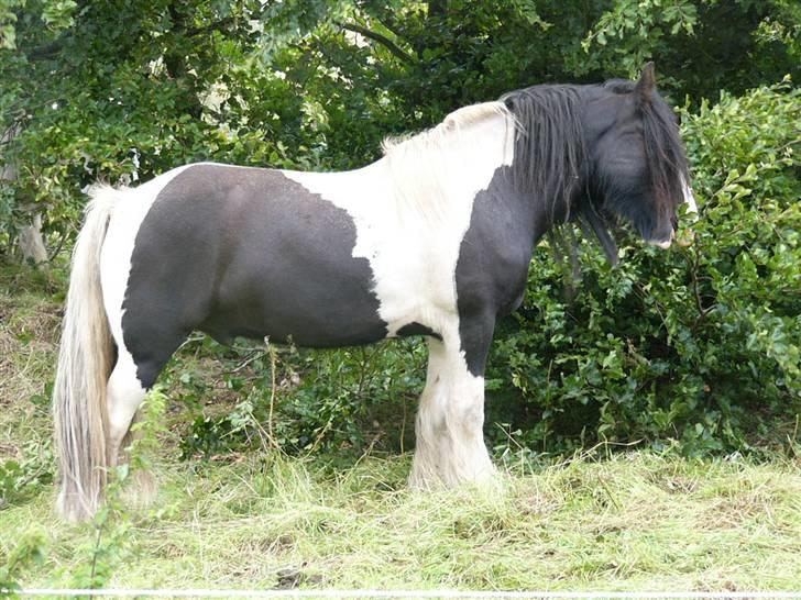 Irish Cob Zeus of The Irish Western art Ranch - Et til taget d.6 sep 2006. billede 15