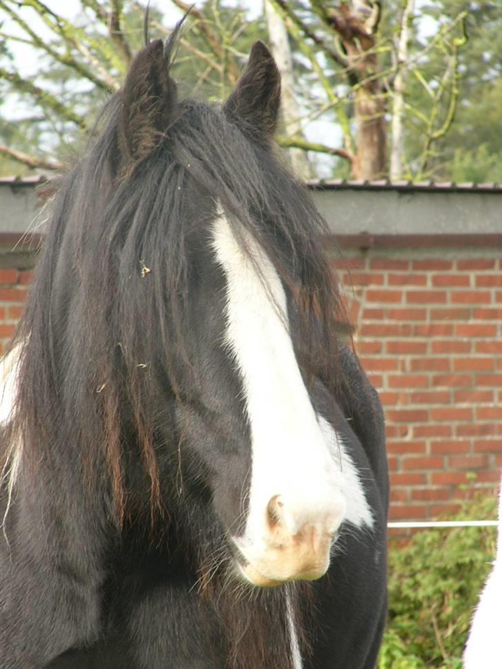 Irish Cob Zeus of The Irish Western art Ranch - Taget d.21 okt 2006 billede 16