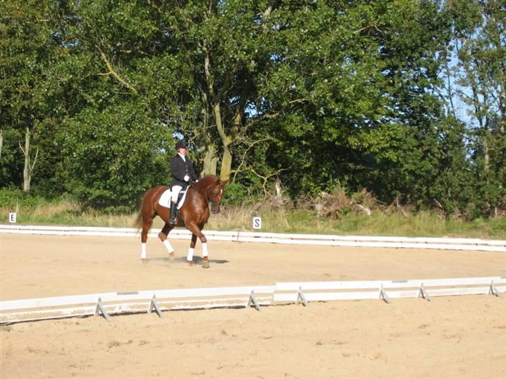 Dansk Varmblod Try Roca billede 1