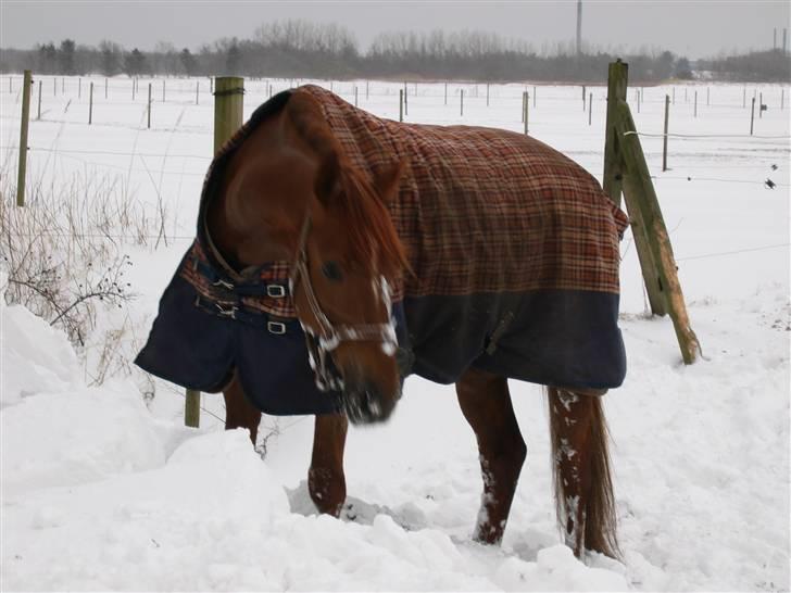 Dansk Varmblod Try Roca billede 2