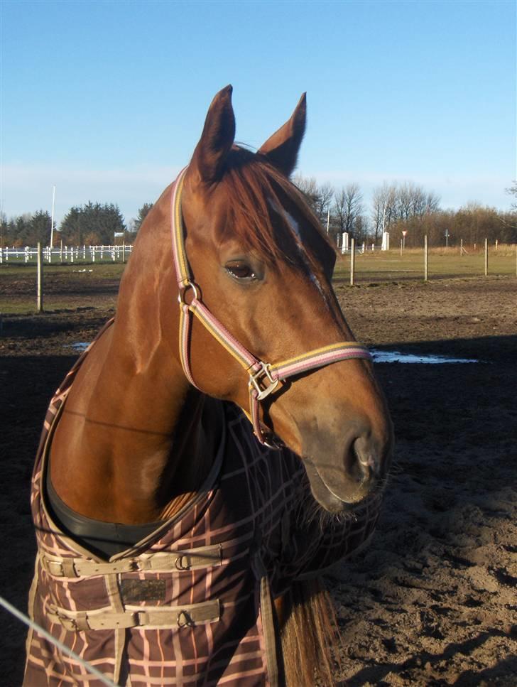 Dansk Varmblod Try Roca billede 3