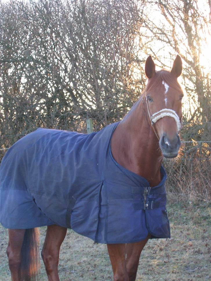 Dansk Varmblod Try Roca billede 4