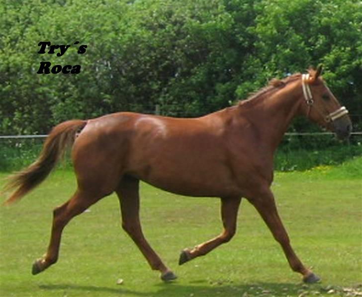 Dansk Varmblod Try Roca billede 5
