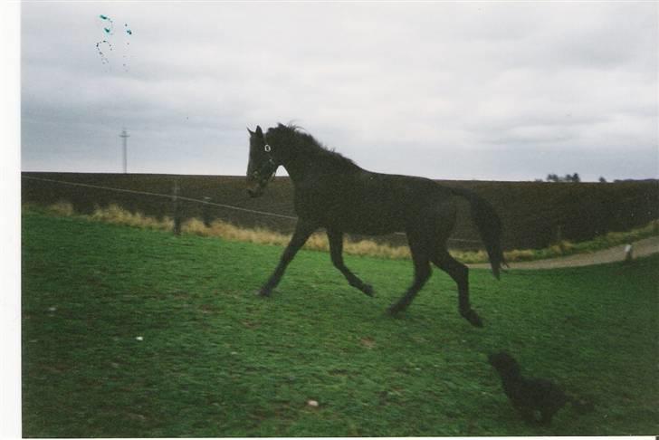 Traver blue girl billede 7