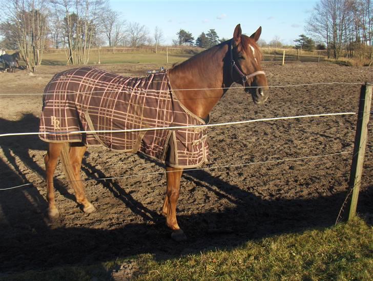 Dansk Varmblod Try Roca billede 6