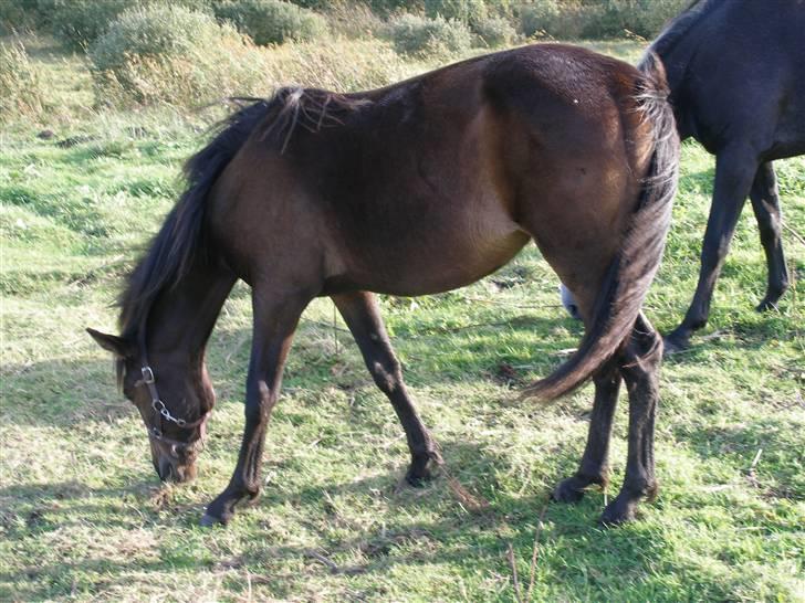 Traver no fear marschall billede 1