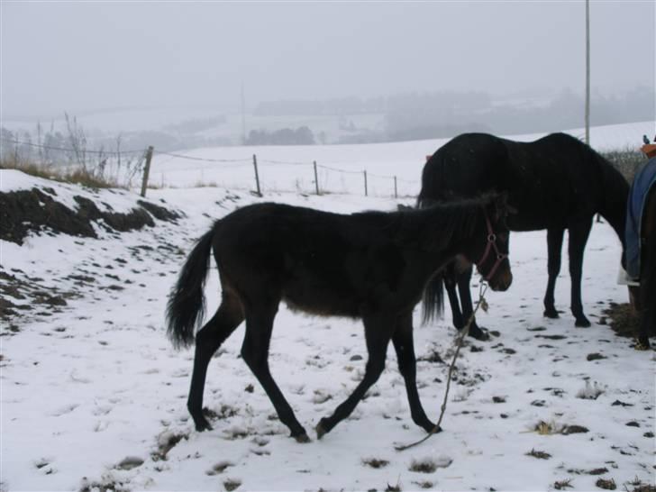 Traver no fear marschall billede 2