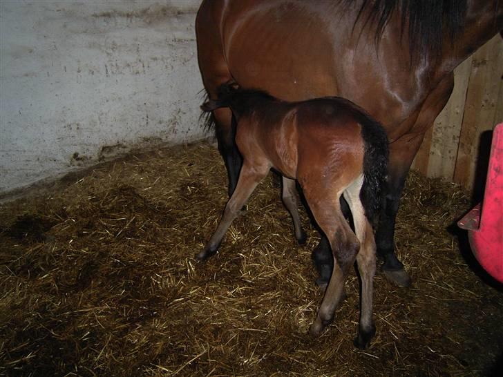 Traver no fear marschall billede 3