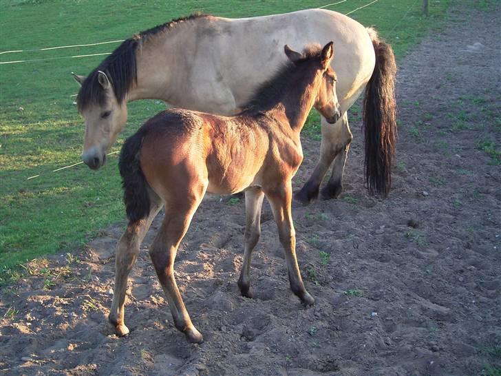 Traver no fear marschall billede 4