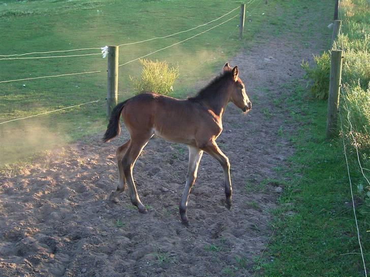 Traver no fear marschall billede 5