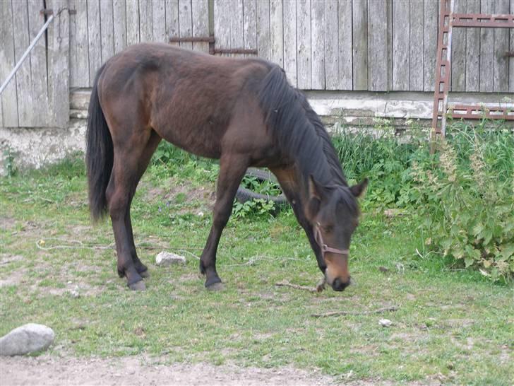 Traver no fear marschall billede 6