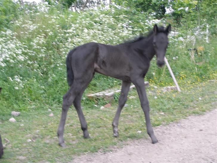 Traver okay marschall  død 21-2- billede 1