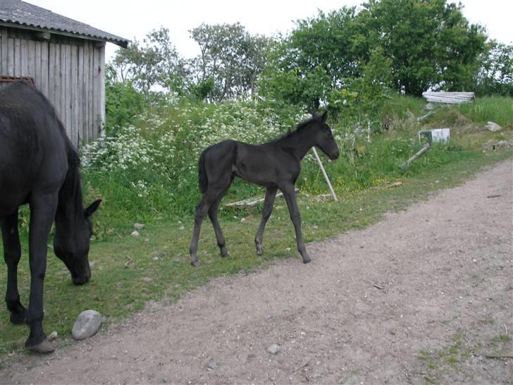 Traver okay marschall  død 21-2- billede 2