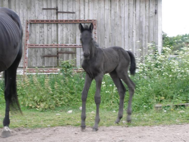 Traver okay marschall  død 21-2- billede 3
