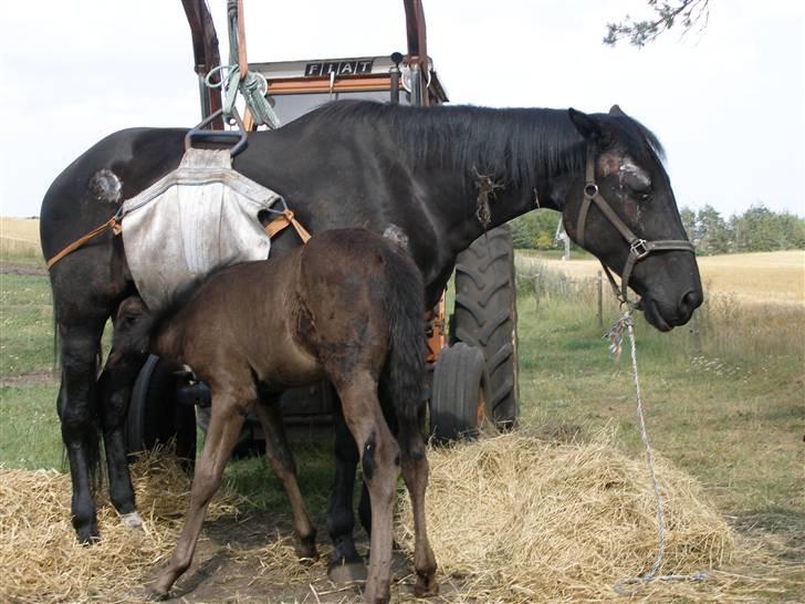 Traver okay marschall  død 21-2- billede 4