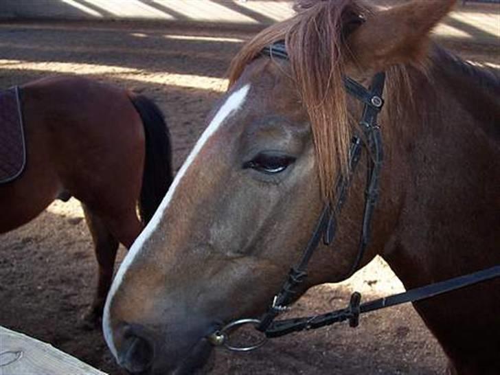 Anden særlig race Gosha. vsr - min dejlige Gosse nu med sommer pels:P billede 5