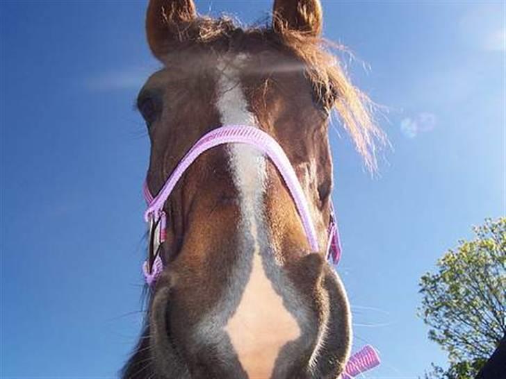 Anden særlig race Gosha. vsr - Heiij med diig... Tak for kigget.. billede 6