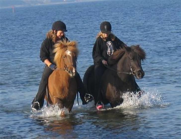 Islænder Glossa fra Mellemholm  - Glossa, Gláma, Jeanette & Jeg en tur i havet for første gang! :D billede 10