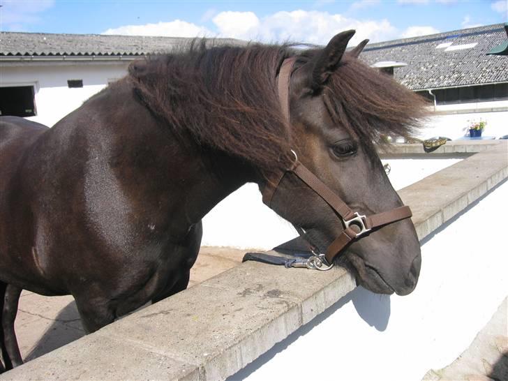 Islænder Glossa fra Mellemholm  - Glossa sidste sommer <3 billede 11