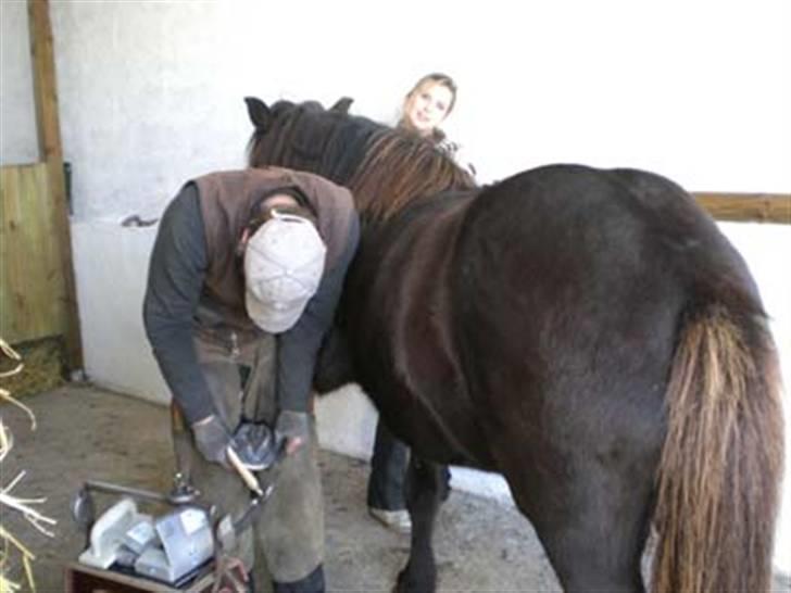 Islænder Glossa fra Mellemholm  - Tulle får smed, men kan absolut ikke li det ;) billede 12