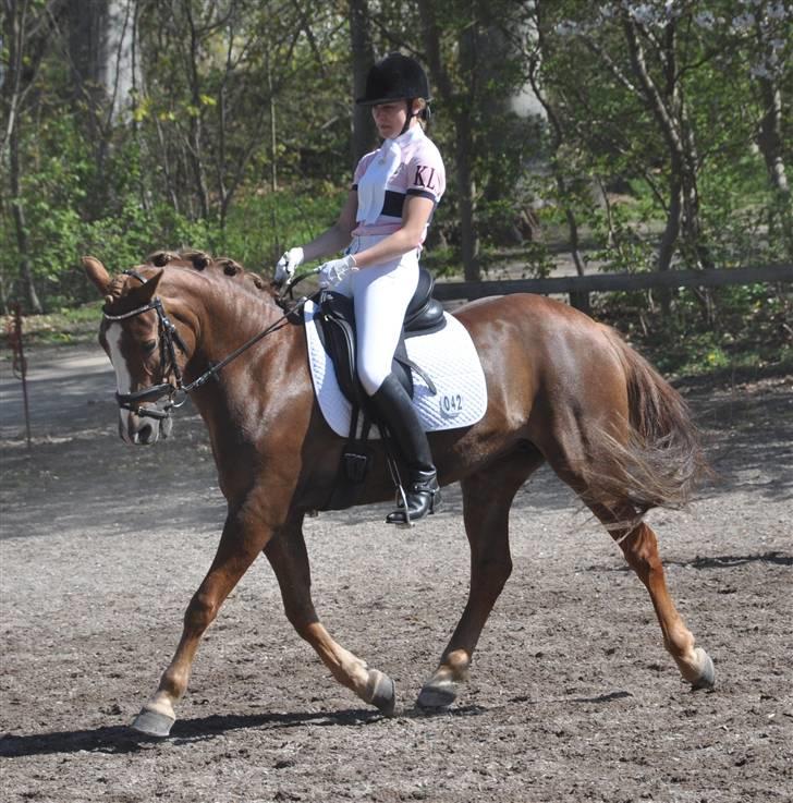 New Forest Adeleide -B-pony SOLGT - Opvarmning til 3. kval af kbh mesterskaberne 2009 billede 8