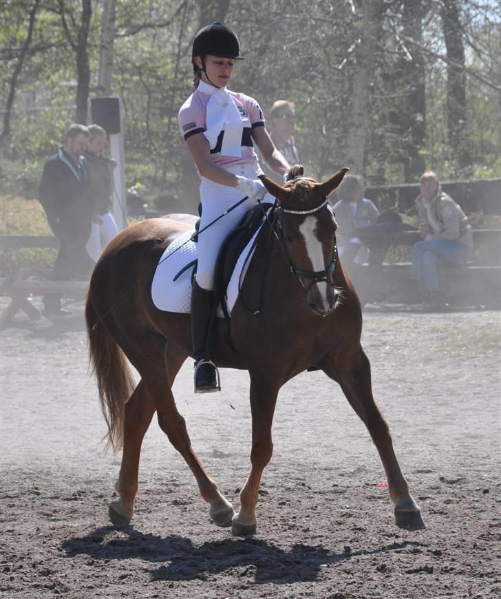 New Forest Adeleide -B-pony SOLGT - Lækker trav til 3. kval af kbh-mesterskaberne 2009 billede 9