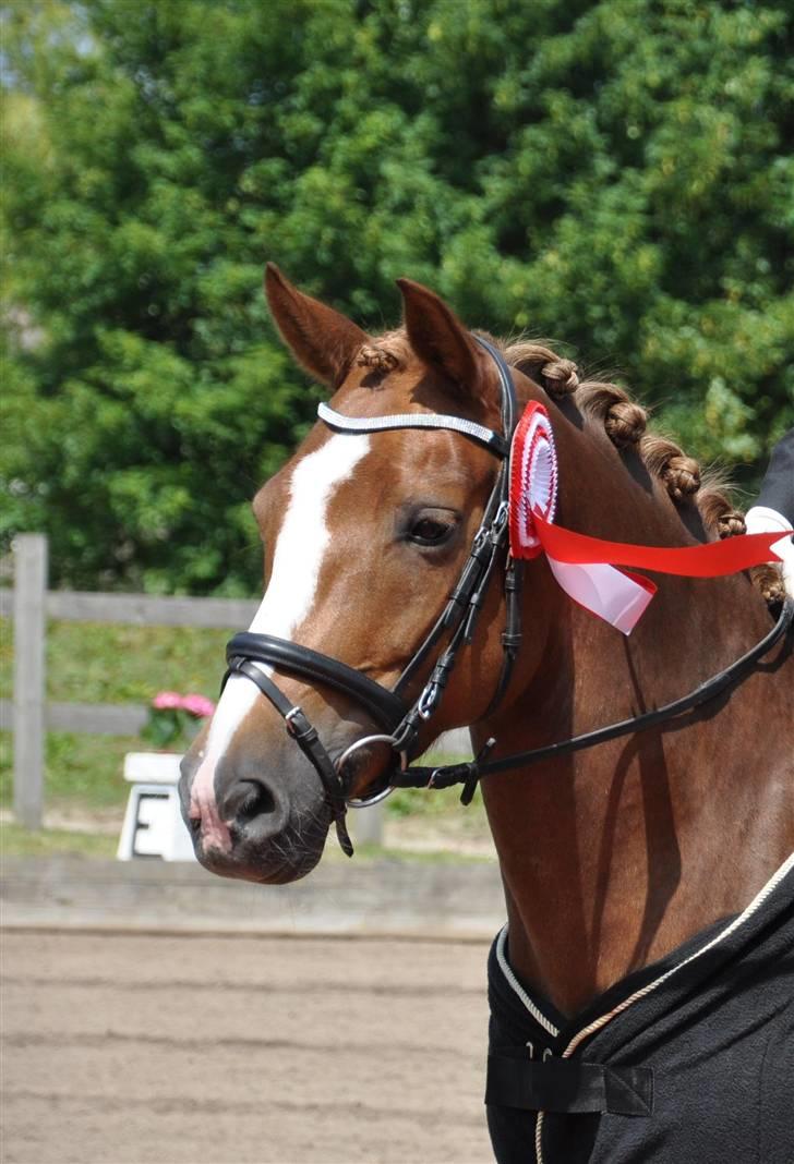 New Forest Adeleide -B-pony SOLGT - Ade´s smukke hovede. Distriktmestre 2009 for 2. år i træk! billede 10